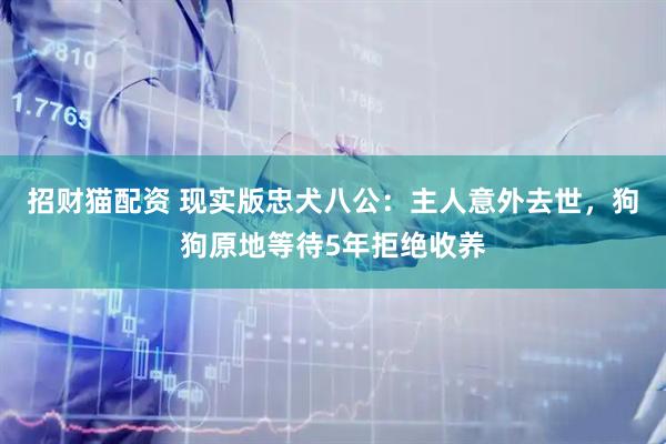 招财猫配资 现实版忠犬八公：主人意外去世，狗狗原地等待5年拒绝收养