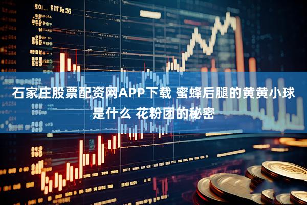 石家庄股票配资网APP下载 蜜蜂后腿的黄黄小球是什么 花粉团的秘密